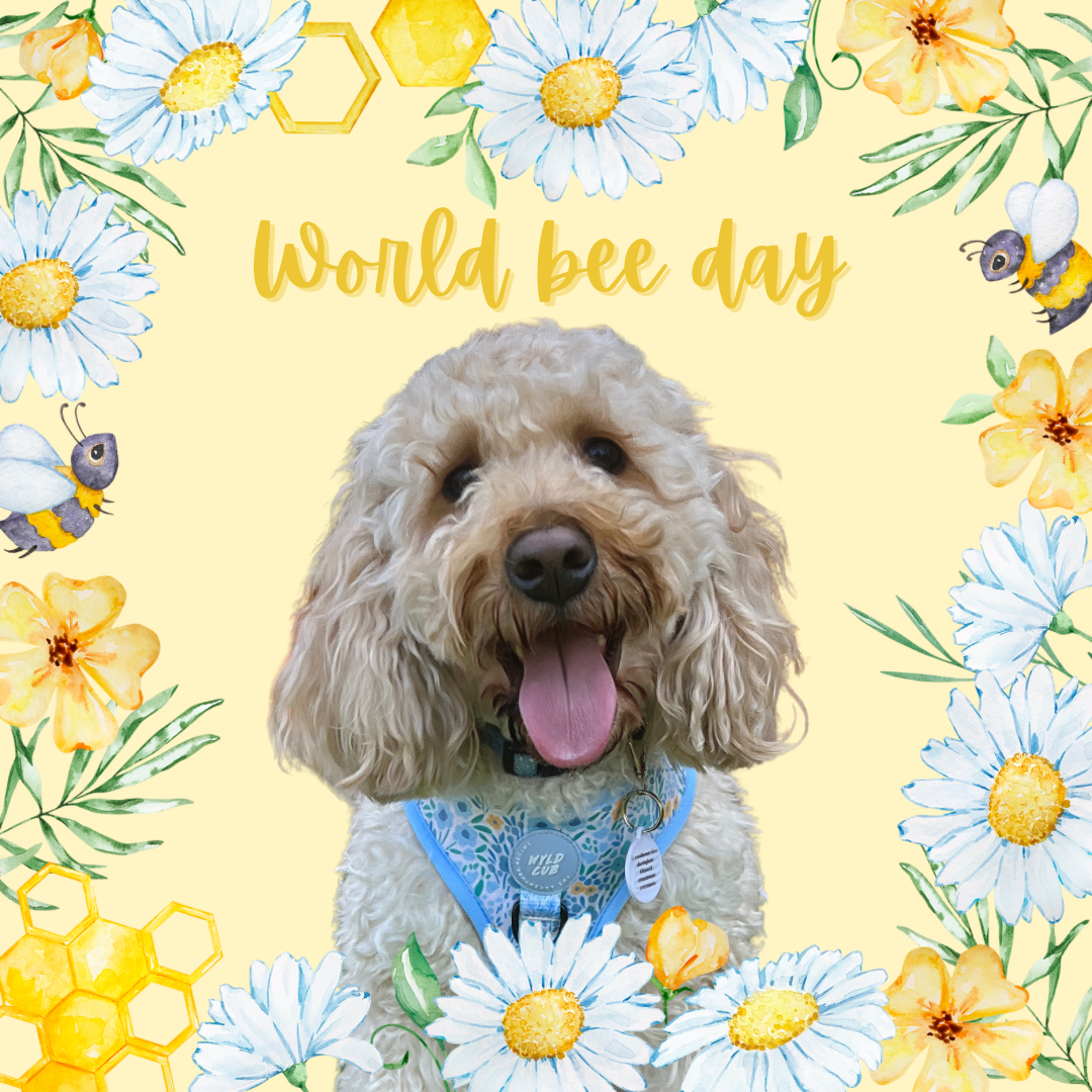 World bee day edits