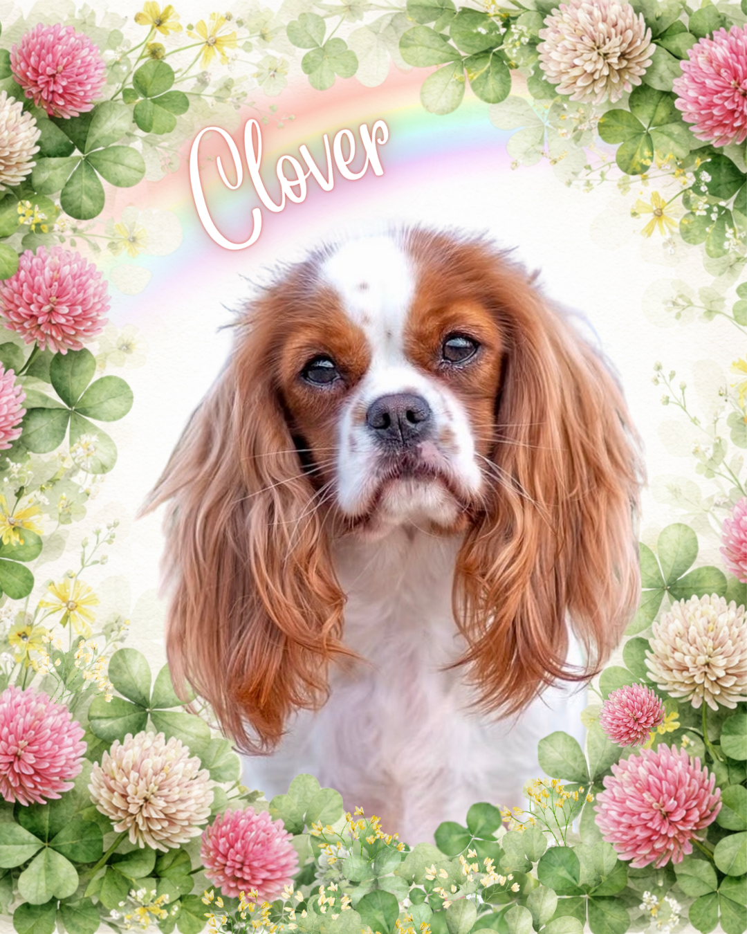 The clover edit